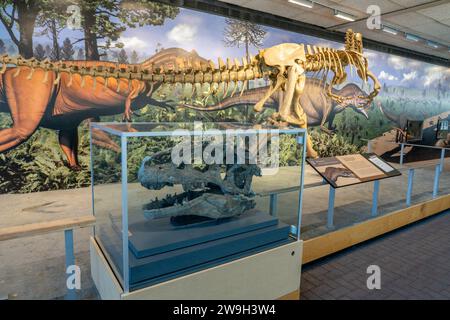 Ein echter Schädel eines Allosaurus fragilis in der Quarry Exhibit Hall am Dinosaur National Monument in Utah. Stockfoto