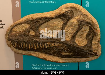 Abguss eines fossilen Schädels eines Allosaurus jimmadseni in der Quarry Exhibit Hall of Dinosaur National Monument in Utah. Stockfoto