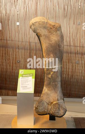 Ein fossiler Femur eines camarasaurus-Dinosauriers in der Quarry Exhibit Hall of Dinosaur National Monument in Utah. Stockfoto