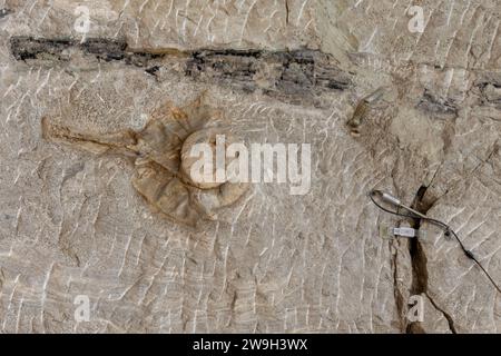 Teilweise ausgegrabene Dinosaurierknochen an der Wall of Bones in der Quarry Exhibit Hall, Dinosaur National Monument, Utah. Stockfoto