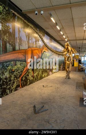 Folgen Sie den Spuren eines Allosaurus fragilis in der Quarry Exhibit Hall am Dinosaur National Monument in Utah. Stockfoto