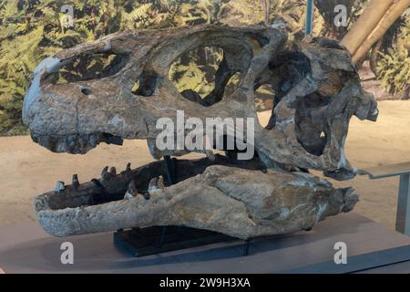 Ein echter Schädel eines Allosaurus fragilis in der Quarry Exhibit Hall am Dinosaur National Monument in Utah. Stockfoto