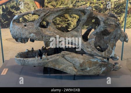 Ein echter Schädel eines Allosaurus fragilis in der Quarry Exhibit Hall am Dinosaur National Monument in Utah. Stockfoto