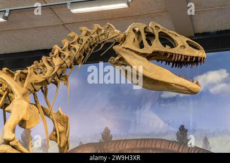 Detail des Schädels und Halses eines Allosaurus fragilis in der Quarry Exhibit Hall am Dinosaur National Monument in Utah. Stockfoto