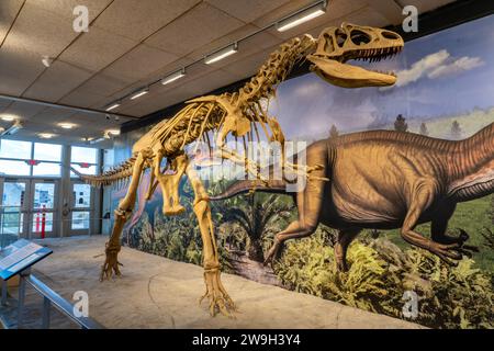 Ein Skelettabdruck eines Allosaurus fragilis in der Quarry Exhibit Hall am Dinosaur National Monument in Utah. Stockfoto