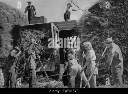 Während des Zweiten Weltkriegs versammeln sich Freiwillige der United States Army und Ferienarbeiter bei der Ernte in England im Herbst 1943. Stockfoto