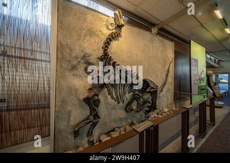 Fossiles Skelett eines jungen camarasaurus in der Quarry Exhibit Hall of Dinosaur National Monument in Utah. Das ist der vollständigste Sauropodenschädel Stockfoto