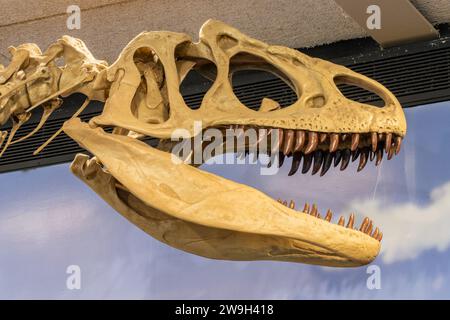 Detail des Schädels eines Allosaurus fragilis in der Quarry Exhibit Hall am Dinosaur National Monument in Utah. Stockfoto