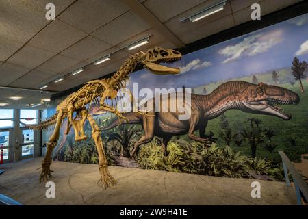 Ein Skelettabdruck eines Allosaurus fragilis in der Quarry Exhibit Hall am Dinosaur National Monument in Utah. Stockfoto