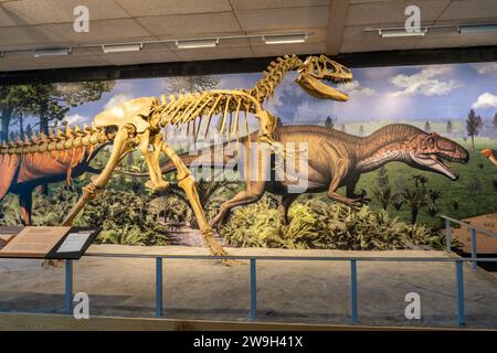 Ein Skelettabdruck eines Allosaurus fragilis in der Quarry Exhibit Hall am Dinosaur National Monument in Utah. Stockfoto