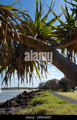 Der Kerry Saxby Walkway in der Nähe von Missingham Beach, Ballina, New South Wales, Australien Stockfoto