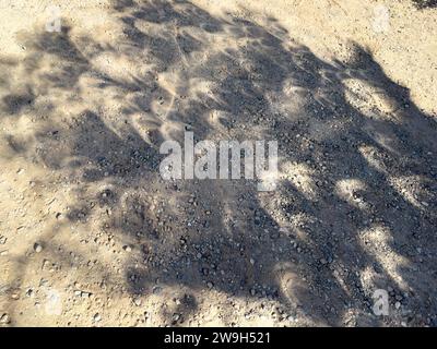 Halbmondförmige Schatten auf dem Boden eines Baumes während einer Sonnenfinsternis in Utah. Stockfoto