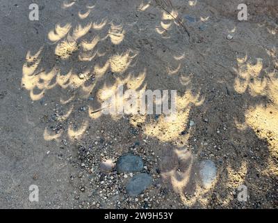 Halbmondförmige Schatten auf dem Boden eines Baumes während einer Sonnenfinsternis in Utah. Stockfoto