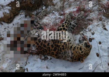 Changchun. Dezember 2023. Ein toter Leopard, der von einem wilden sibirischen Tiger getötet wurde, liegt auf dem schneebedeckten Boden in Hunchun, nordöstlich Chinas Provinz Jilin, 23. Dezember 2023. Bei einem seltenen Vorfall Griff ein wilder sibirischer Tiger in einem Nationalpark im Nordosten Chinas einen Leoparden an und tötete ihn. ZU „Across China: In seltenen Fällen tötet Sibirischer Tiger Leoparden in Chinas Nationalpark“ Credit: Xinhua/Alamy Live News Stockfoto