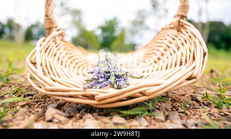 Auf einer Lavender Farm in Williamsburg, Virginia, liegen die leuchtenden violetten Lavendeltöne in einem gewebten Korb. Stockfoto