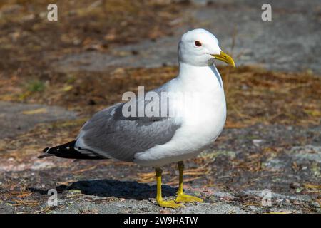 Eine Möwe, die im Sommer in Finnland auf einem Felsen auf der Insel sitzt Stockfoto