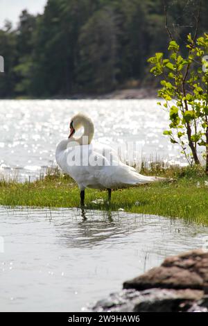 Stummer Schwan auf Gras am Strand im Sommer in Finnland Stockfoto