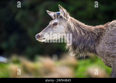 Profil Eines jungen männlichen Rotwild mit Geweihknospen im Kingshouse Hotel, Glencoe, Ballachulish, Schottland, Vereinigtes Königreich, UK Stockfoto