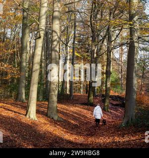 Ältere Frau geht mit Hund im bunten Herbstwald in der Nähe von utrecht in den niederlanden Stockfoto