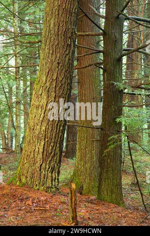 Wald entlang des East Ridge Trail, Nipmuck State Forest, Connecticut Stockfoto