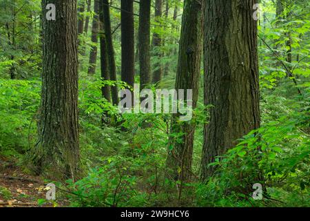 Wald entlang des East Ridge Trail, Nipmuck State Forest, Connecticut Stockfoto