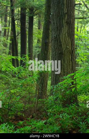 Wald entlang des East Ridge Trail, Nipmuck State Forest, Connecticut Stockfoto