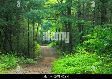 East Ridge Trail, Nipmuck State Forest, Connecticut Stockfoto