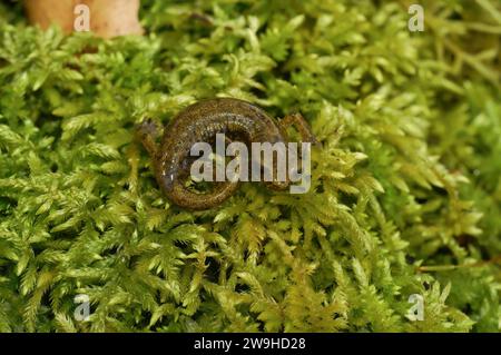 Nahaufnahme eines Unteradulten des gefährdeten kalifornischen Kalksteinsalamanders Hydromantes brunus Stockfoto