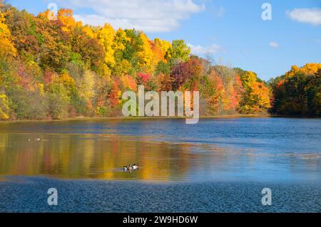 Teich im Herbst, AW Stanley Park, New Britain, Connecticut zu senken Stockfoto