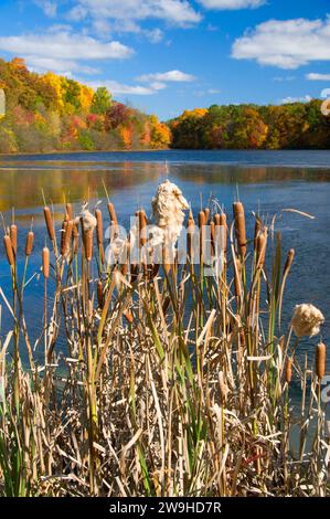 Untere Teich im Herbst mit Rohrkolben, AW Stanley Park, New Britain, Connecticut Stockfoto