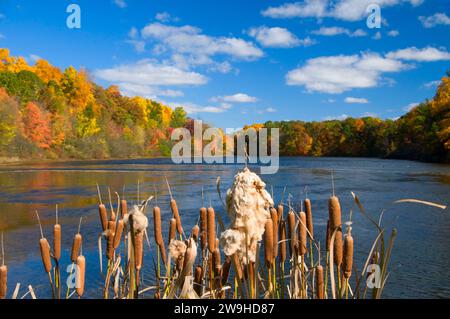 Untere Teich im Herbst mit Rohrkolben, AW Stanley Park, New Britain, Connecticut Stockfoto