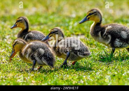 Eine Brut von Mallard-Entlein im Kingshouse Hotel, Glencoe, Ballachulish, Schottland, Vereinigtes Königreich, UK Stockfoto