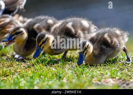 Eine Brut von Mallard-Entlein im Kingshouse Hotel, Glencoe, Ballachulish, Schottland, Vereinigtes Königreich, UK Stockfoto