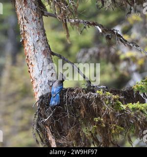 Steller's jay (Cyanocitta stelleri) ist ein im Westen Nordamerikas heimischer Vogel, der hier im Banff National Park in Alberta, Kanada, zu sehen ist Stockfoto