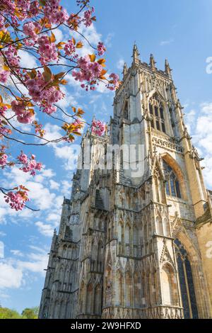 York, England, 1., Mai, 2018, York Münster West Bell Towers, und rosa Kirschblüte am frühen Morgen Sonnenschein. Stockfoto