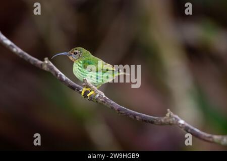 Tropical Purple Honeycreeper, Cyanerpes caeruleus, ruht auf einem Zweig im Regenwald mit verschwommenem Hintergrund Stockfoto