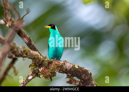 Porträt des bunten, grünen Honigkriechers, Chlorophan Spiza, der auf einem moosigen Zweig im Wald thront Stockfoto