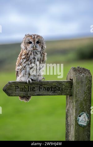 Der Gefangene Tawney Owl, Strix aluco, saß auf einem öffentlichen Fußweg-Schild. North Yorkshire, Großbritannien. Stockfoto