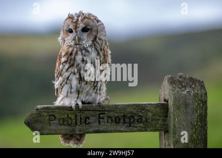 Der Gefangene Tawney Owl, Strix aluco, saß auf einem öffentlichen Fußweg-Schild. North Yorkshire, Großbritannien. Stockfoto