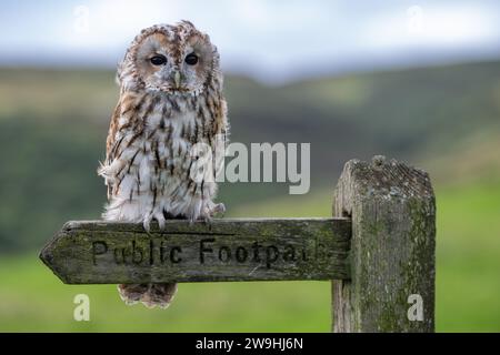 Der Gefangene Tawney Owl, Strix aluco, saß auf einem öffentlichen Fußweg-Schild. North Yorkshire, Großbritannien. Stockfoto