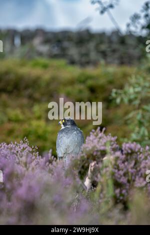 Ein männlicher Gefangener Falke, Falco peregrinus, saß zwischen Heidekraut auf einem Moor, nachdem er in einem Falknerzentrum in North Yorkshire gejagt hatte. Stockfoto