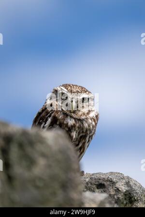 Die kleine Eule, Athene noctua, thront auf einer Trockenmauer auf Ackerland. North Yorkshire, Großbritannien. Stockfoto