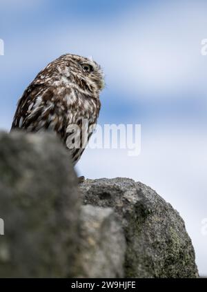 Die kleine Eule, Athene noctua, thront auf einer Trockenmauer auf Ackerland. North Yorkshire, Großbritannien. Stockfoto