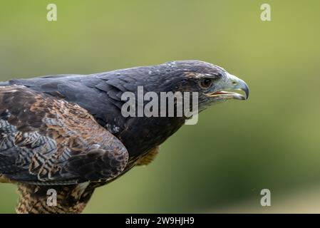 Chilenischer Blauer Buzzard Eagle in einem Falknerzentrum in North Yorkshire, Großbritannien. Stockfoto