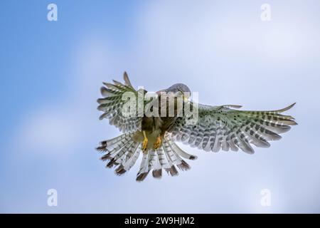 Gefangener Kestrel, Falco Tinnunkulus, im Flug schweben. North Yorkshire, Großbritannien. Stockfoto