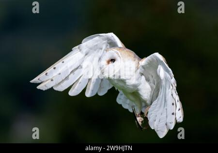 Scheuneneule, Tyto alba, in einem Falknerzentrum auf der Jagd über Grasland. North Yorkshire, Großbritannien. Stockfoto