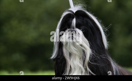 Langhaariger schwarz-weißer Shih Tzu Hund Stockfoto