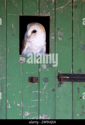 Scheuneneule, Tyto alba, schaut durch ein kleines Loch in einer Scheunentür. North Yorkshire, Großbritannien. Stockfoto