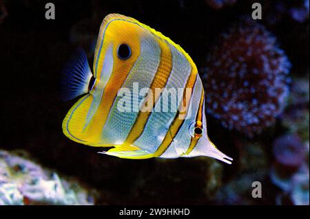 Copperband Butterflyfish (Chelmon rostratus) ist ein Meeresfisch, der im tropischen Indo-Pazifischen Ozean beheimatet ist. Stockfoto