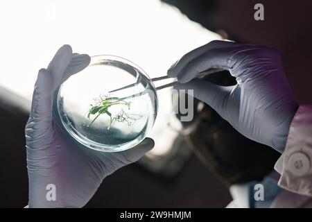 Nahaufnahme einer Petrischale mit Pflanzenprobe in Handschuhhänden des Wissenschaftlers Stockfoto